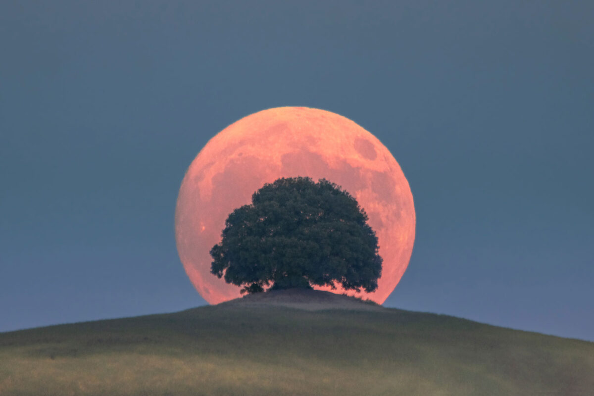 Luna-sul-Leccio-di-Pieve-a-Salti---Gabriele-Laffi
